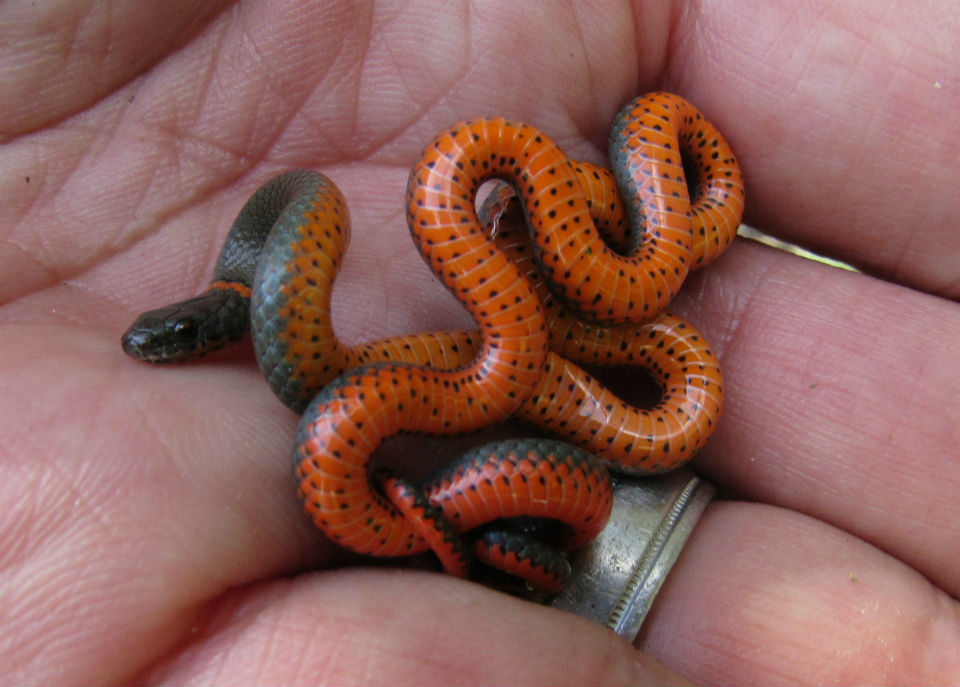 Pacific Ringneck Snake